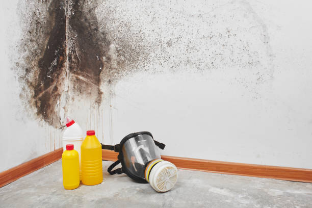 Best Residential Mold Removal  in West Bay Shore, NY