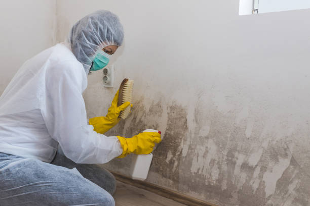 Attic Mold Removal in West Bay Shore, NY