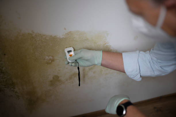 Best Certified Mold Removal  in West Bay Shore, NY