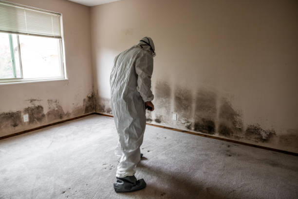 Best Crawl Space Mold Removal  in West Bay Shore, NY