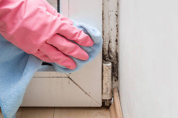 Best Mold Damage Repair  in West Bay Shore, NY